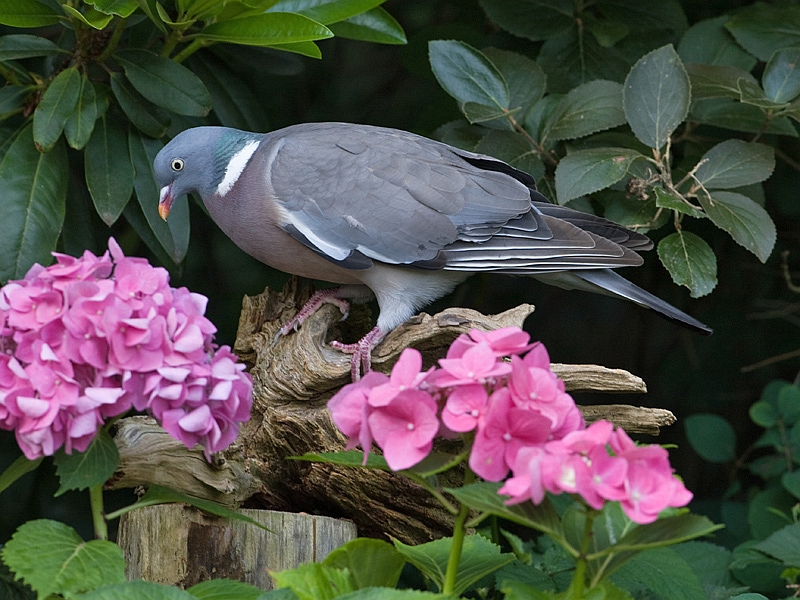 Columba palumbus Wood Pigeon Houtduif